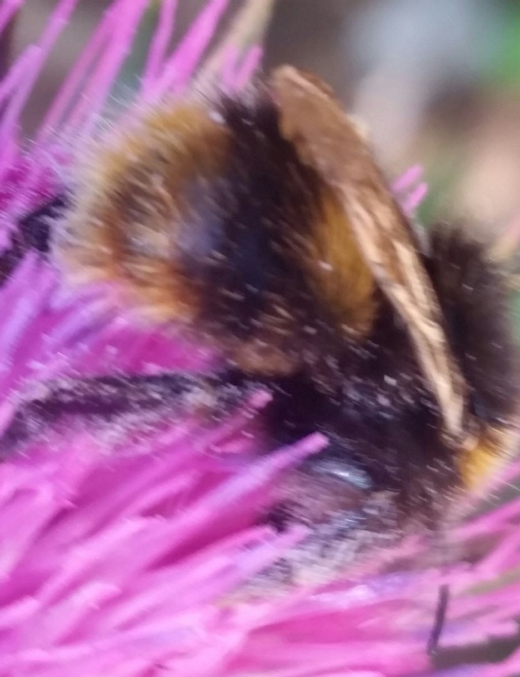 Ape? No, Bombus sp.